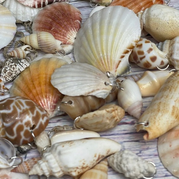 15 REAL SEASHELLS CHARMS PENDANTS w 15 JUMP RINGS FOR CRAFTING & JEWELRY MAKING - Picture 8 of 13